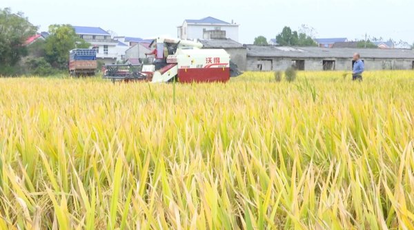 牛管家 大冶：“程满仓”和他的丰收秘诀